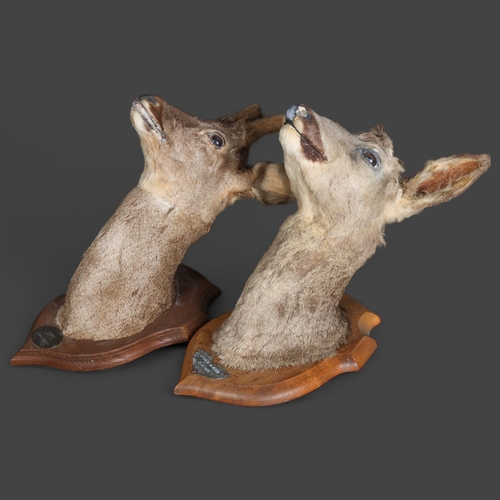 3371 - TAXIDERMY - 2 roe deer neck mounts, mounted on oak shield plaques, Oiry 22nd December 1985, and La Q... 