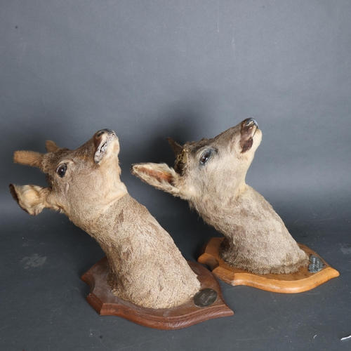 3371 - TAXIDERMY - 2 roe deer neck mounts, mounted on oak shield plaques, Oiry 22nd December 1985, and La Q... 