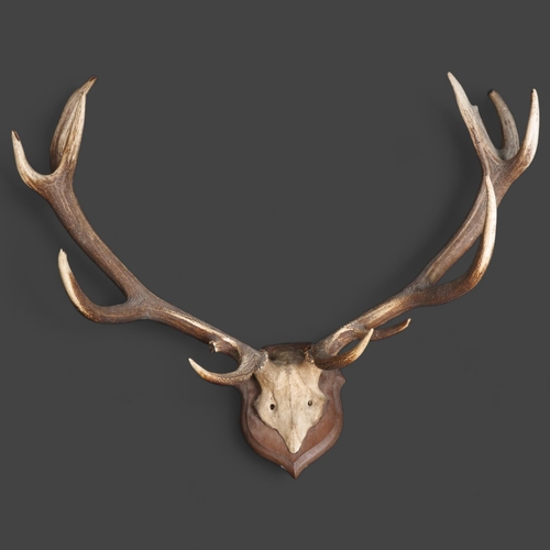 3372 - Antlers/Horns : A large set of Stag antlers, with skull cap, mounted on traditional oak shield, 11 p... 