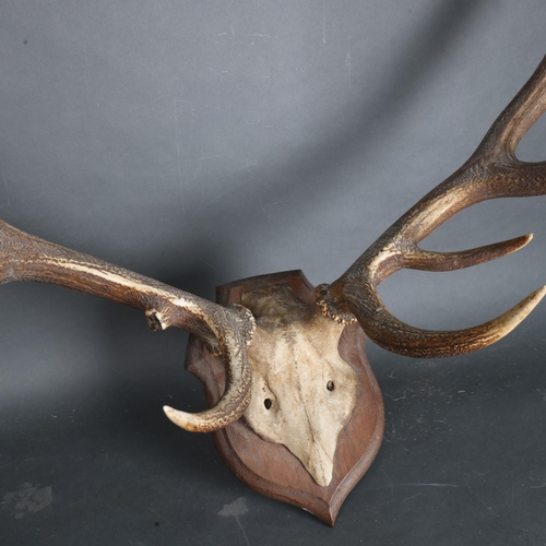 3372 - Antlers/Horns : A large set of Stag antlers, with skull cap, mounted on traditional oak shield, 11 p... 