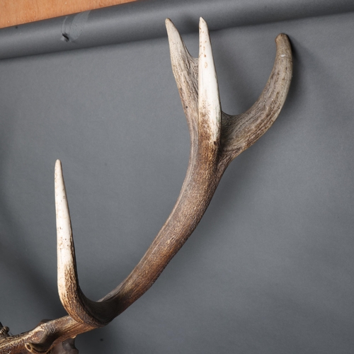 3372 - Antlers/Horns : A large set of Stag antlers, with skull cap, mounted on traditional oak shield, 11 p... 