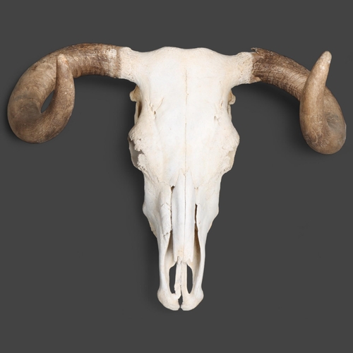 3373 - Taxidermy : A large Steer skull and horns, cleaned, widest point approximately 60cm, height 55cm.