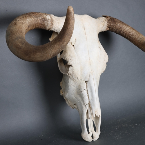 3373 - Taxidermy : A large Steer skull and horns, cleaned, widest point approximately 60cm, height 55cm.