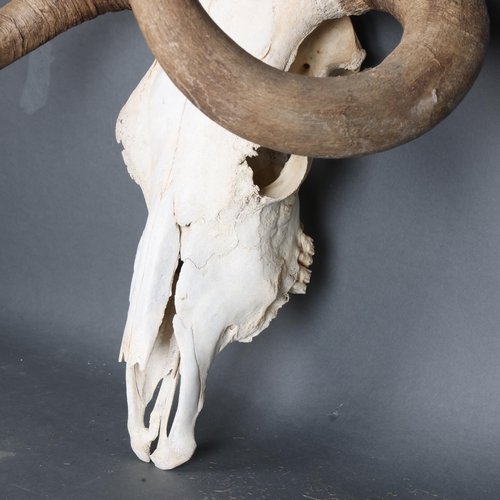 3373 - Taxidermy : A large Steer skull and horns, cleaned, widest point approximately 60cm, height 55cm.