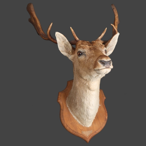 3375 - Taxidermy : A Fallow Deer (Dama dama), neck mount, on traditional oak shield, widest point 50cm, fro... 