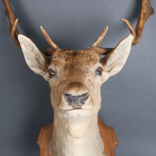 3375 - Taxidermy : A Fallow Deer (Dama dama), neck mount, on traditional oak shield, widest point 50cm, fro... 