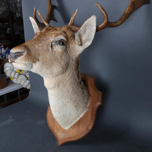 3375 - Taxidermy : A Fallow Deer (Dama dama), neck mount, on traditional oak shield, widest point 50cm, fro... 