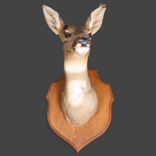 3376 - Taxidermy : A female Roe deer, neck mount, on traditional oak shield, from wall 36cm, height 54cm.