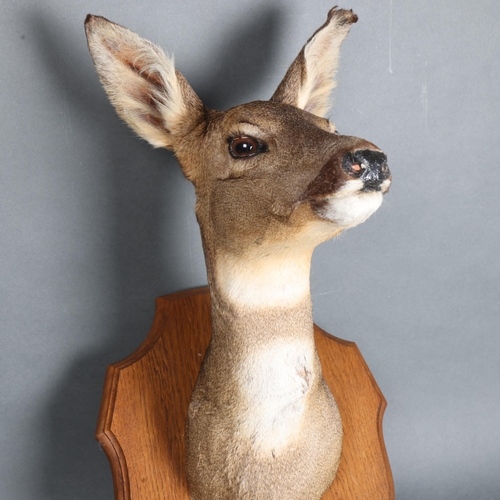 3376 - Taxidermy : A female Roe deer, neck mount, on traditional oak shield, from wall 36cm, height 54cm.