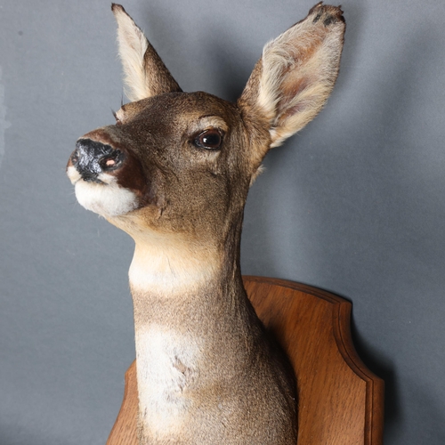 3376 - Taxidermy : A female Roe deer, neck mount, on traditional oak shield, from wall 36cm, height 54cm.