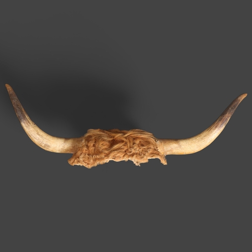 3377 - Antlers/Horns : A set of French Corne de Vache (Horns), from the Salers breed of cattle, with partia... 