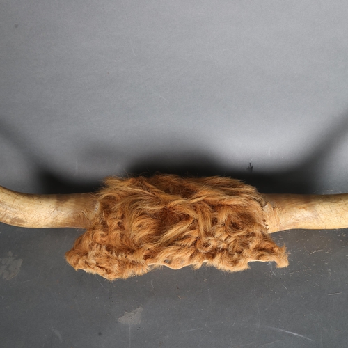 3377 - Antlers/Horns : A set of French Corne de Vache (Horns), from the Salers breed of cattle, with partia... 