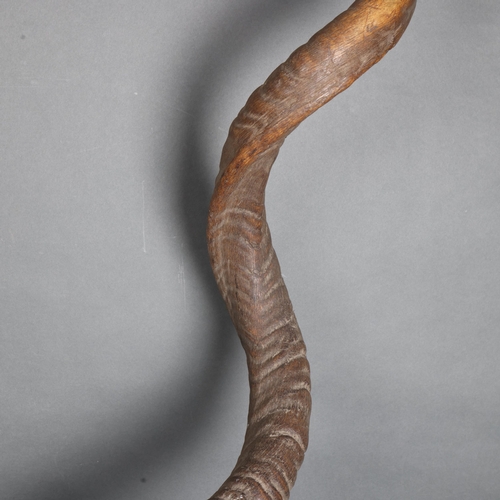 3378 - Taxidermy - Greater Kudu (Tragelaphus strepsiceros) Antelope Horns - A large and impressive set of G... 