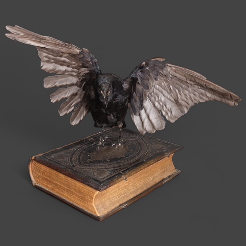 3380 - Taxidermy : An open-winged Crow, squawking, perched on 19th Century Bible, wingspan 66cm, height 40c... 