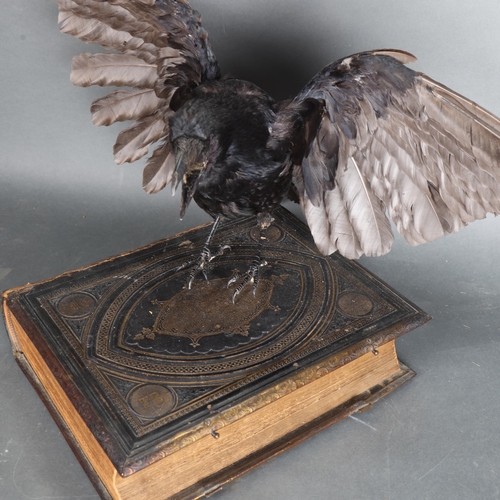 3380 - Taxidermy : An open-winged Crow, squawking, perched on 19th Century Bible, wingspan 66cm, height 40c... 