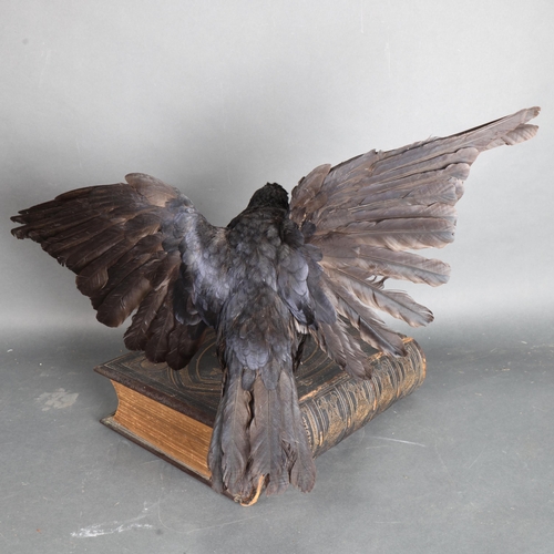 3380 - Taxidermy : An open-winged Crow, squawking, perched on 19th Century Bible, wingspan 66cm, height 40c... 