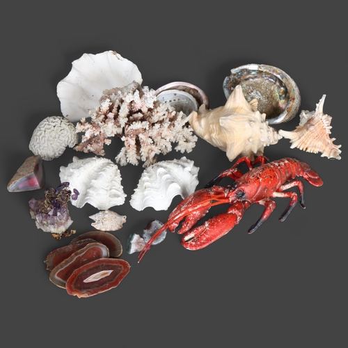 3386 - Natural History : A collection of various sea shells including conch, oyster, coral, etc and a rubbe... 