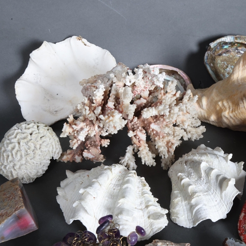 3386 - Natural History : A collection of various sea shells including conch, oyster, coral, etc and a rubbe... 