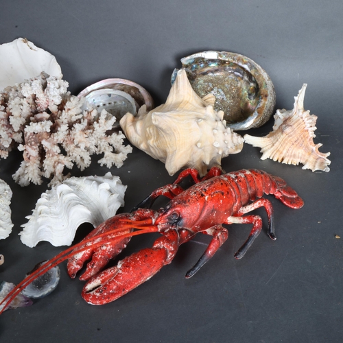 3386 - Natural History : A collection of various sea shells including conch, oyster, coral, etc and a rubbe... 