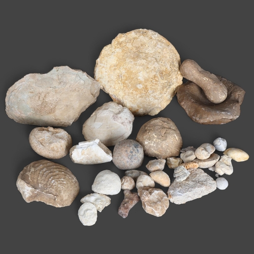 3388 - Natural History : A collection of fossils and ammonites from the Dordogne region of France.