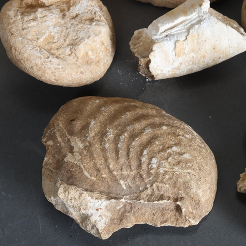 3388 - Natural History : A collection of fossils and ammonites from the Dordogne region of France.