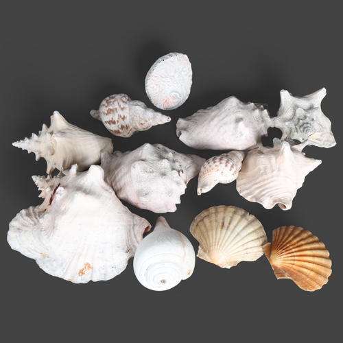 3389 - Natural History : A collection of various conch and other sea shells.