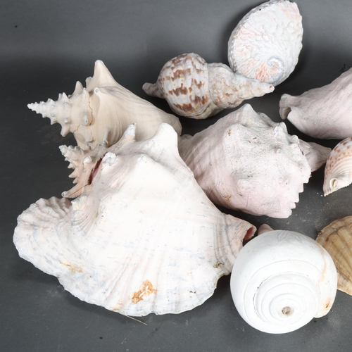 3389 - Natural History : A collection of various conch and other sea shells.