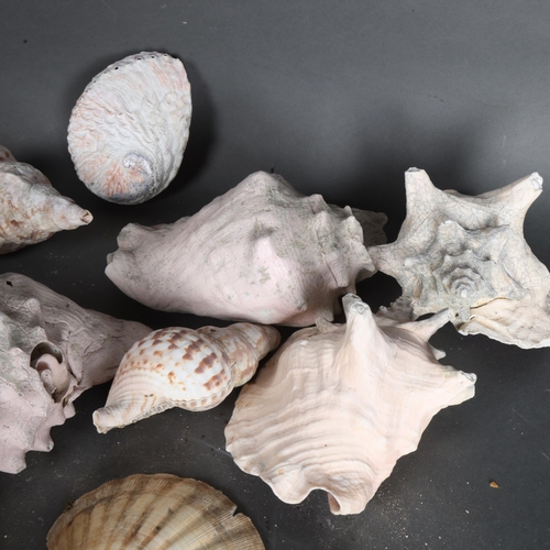 3389 - Natural History : A collection of various conch and other sea shells.