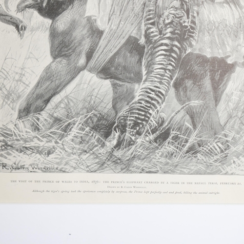 3397 - Taxidermy / Hunting: Royal Tiger hunt print, 1901. An original 1901 Illustrated London News print of... 