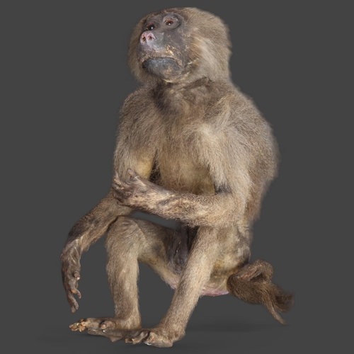 3398 - Taxidermy : Hamadryas Baboon A Victorian full mount male Hamadryas Baboon. Arm raised with a forlorn... 