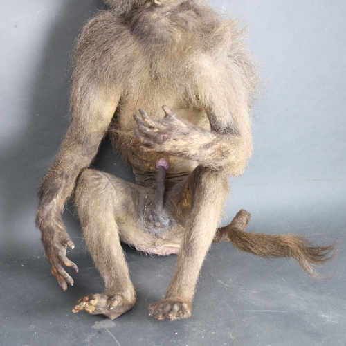 3398 - Taxidermy : Hamadryas Baboon A Victorian full mount male Hamadryas Baboon. Arm raised with a forlorn... 