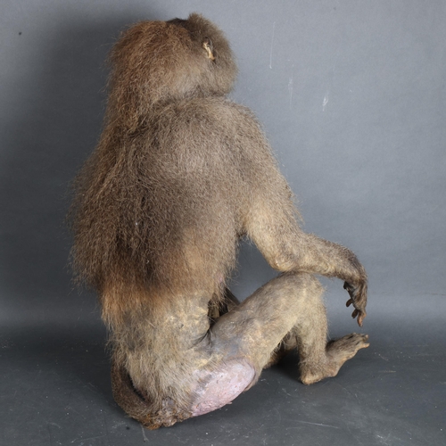 3398 - Taxidermy : Hamadryas Baboon A Victorian full mount male Hamadryas Baboon. Arm raised with a forlorn... 