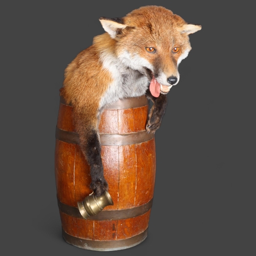 3399 - Taxidermy: Drunken Fox in barrel. A superb quality full mount fox. Sat inside an antique barrel. Mou... 