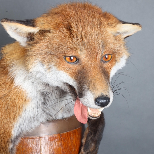 3399 - Taxidermy: Drunken Fox in barrel. A superb quality full mount fox. Sat inside an antique barrel. Mou... 