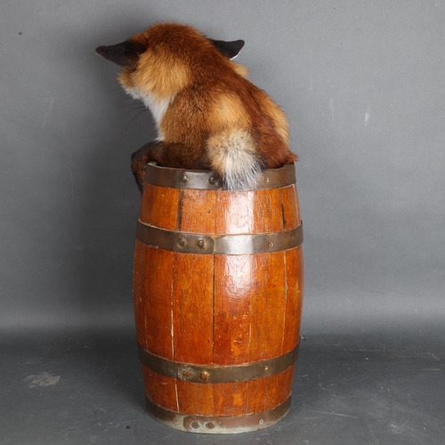 3399 - Taxidermy: Drunken Fox in barrel. A superb quality full mount fox. Sat inside an antique barrel. Mou... 