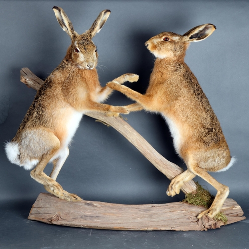 3400 - Taxidermy: Pair of Boxing Hares. A high quality pair of full mount adult males, both upon hind legs ... 