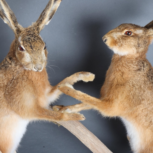 3400 - Taxidermy: Pair of Boxing Hares. A high quality pair of full mount adult males, both upon hind legs ... 