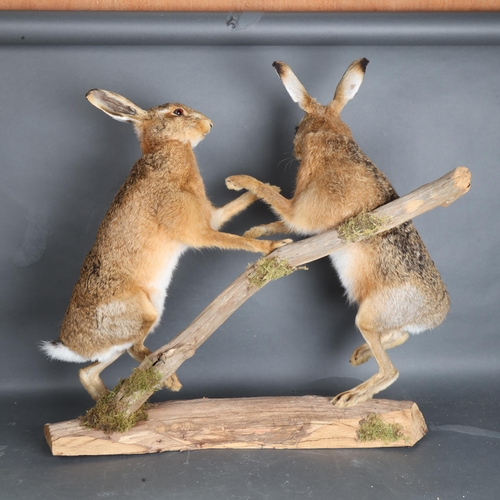 3400 - Taxidermy: Pair of Boxing Hares. A high quality pair of full mount adult males, both upon hind legs ... 