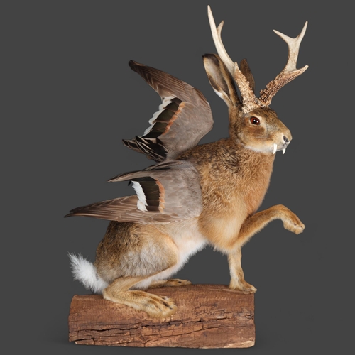 3401 - Taxidermy: “Wolpertinger”. Full mount, with one paw raised, on log base. A particularly fine example... 