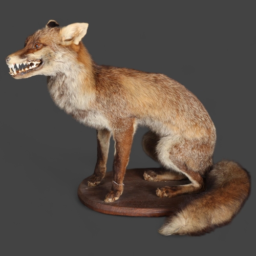 3402 - Taxidermy : A full mount adult Fox (Vulpes vulpes), snarling, mounted on wooden plinth, height 49cm.