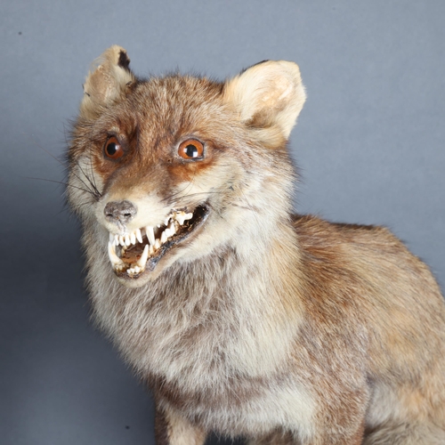 3402 - Taxidermy : A full mount adult Fox (Vulpes vulpes), snarling, mounted on wooden plinth, height 49cm.