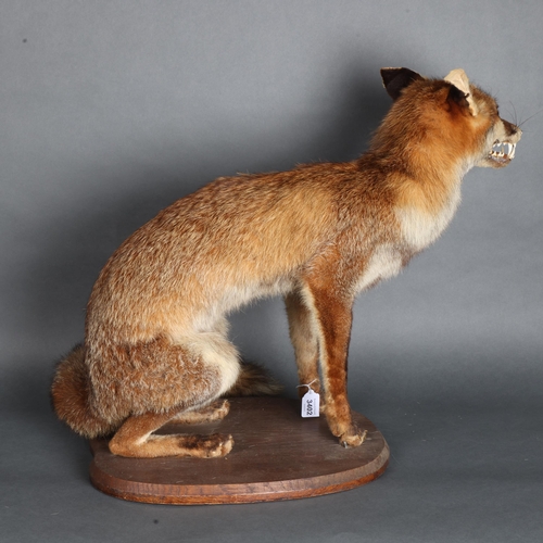 3402 - Taxidermy : A full mount adult Fox (Vulpes vulpes), snarling, mounted on wooden plinth, height 49cm.