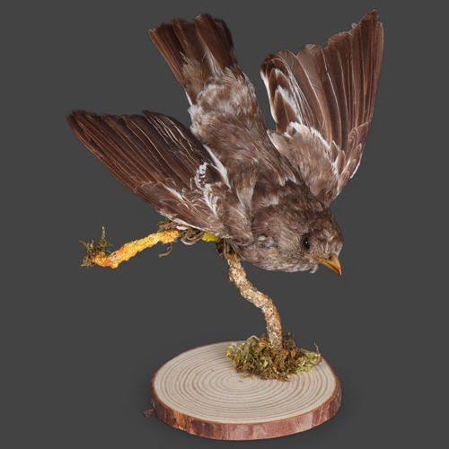 3403 - 198

Taxidermy: South American Thrush
A late 19th century specimen of this South American bird. On o... 