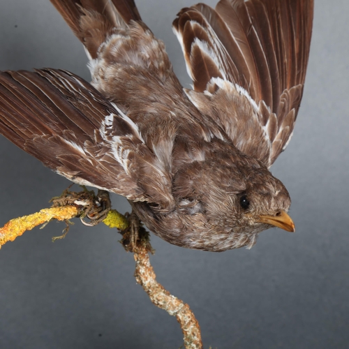 3403 - 198

Taxidermy: South American Thrush
A late 19th century specimen of this South American bird. On o... 