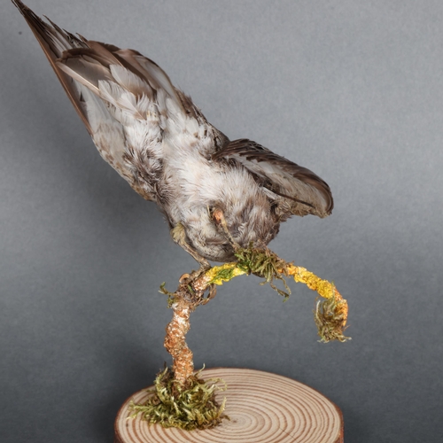 3403 - 198

Taxidermy: South American Thrush
A late 19th century specimen of this South American bird. On o... 