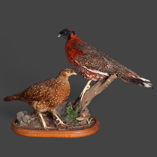 3404 - Taxidermy: Pair of Satyr Tragopans. 
Pair of full mount adults, the male perched upon a cut tree stu... 