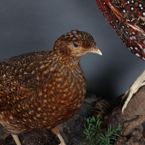 3404 - Taxidermy: Pair of Satyr Tragopans. 
Pair of full mount adults, the male perched upon a cut tree stu... 