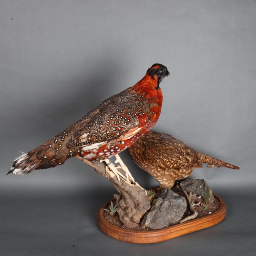 3404 - Taxidermy: Pair of Satyr Tragopans. 
Pair of full mount adults, the male perched upon a cut tree stu... 