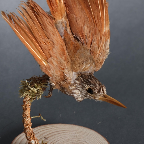 3405 - Taxidermy: Straight Billed Woodpecker 
A late 19th century specimen of this South American bird. On ... 