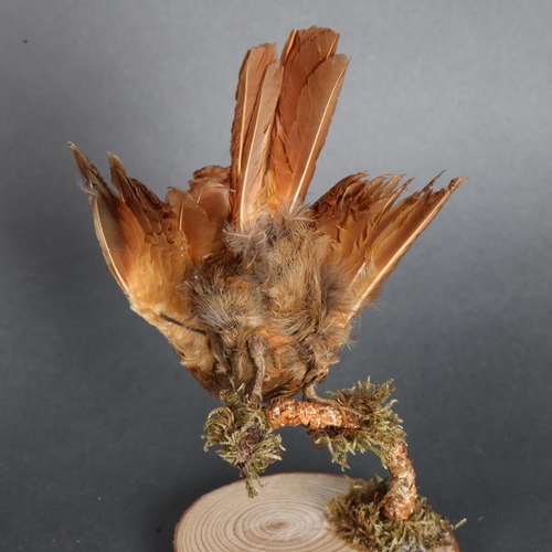 3405 - Taxidermy: Straight Billed Woodpecker 
A late 19th century specimen of this South American bird. On ... 